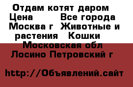 Отдам котят даром › Цена ­ 10 - Все города, Москва г. Животные и растения » Кошки   . Московская обл.,Лосино-Петровский г.